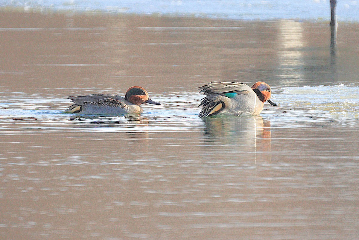 小水鴨 - ML646654444