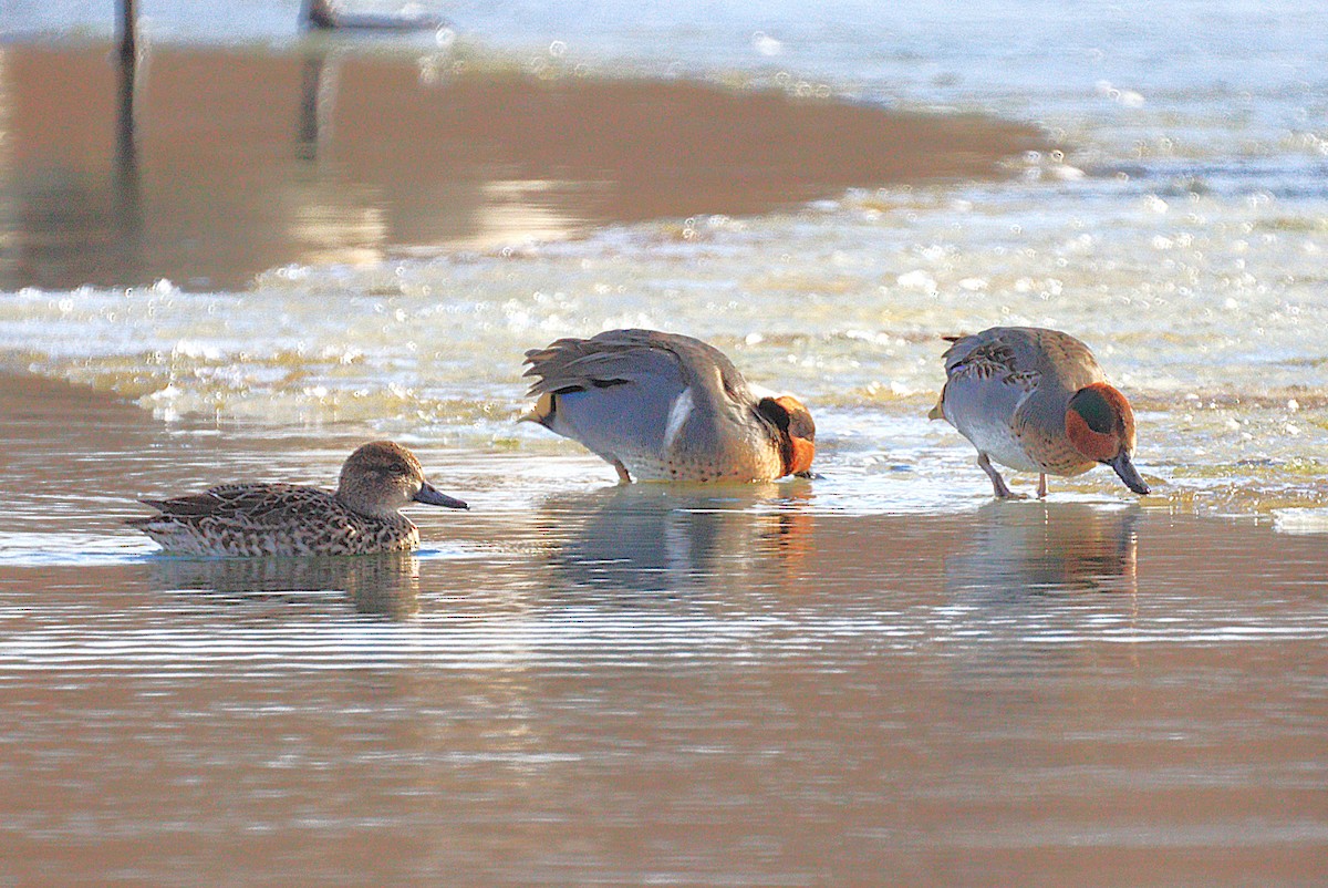 小水鴨 - ML646654445