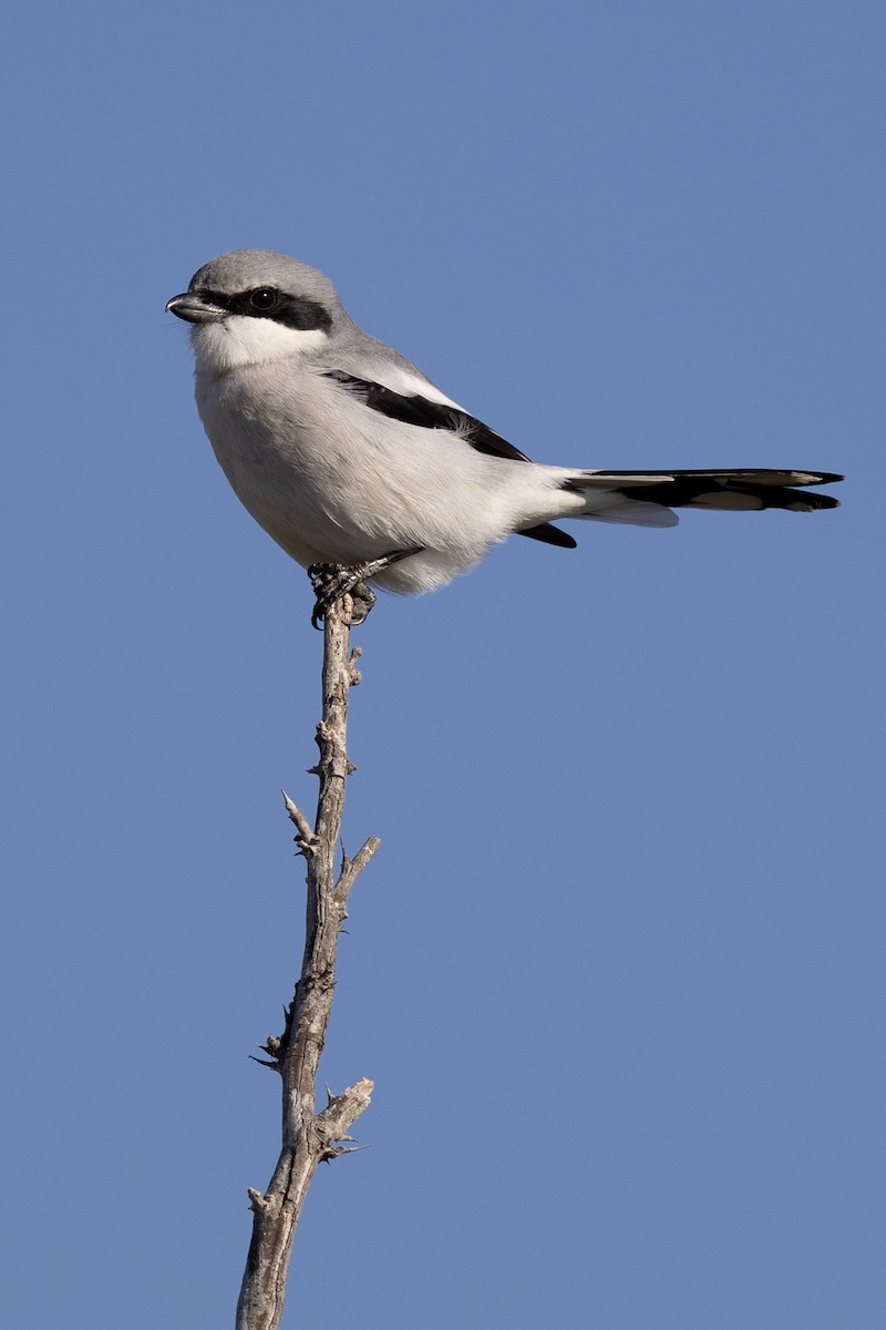 Pie-grièche migratrice - ML646654446