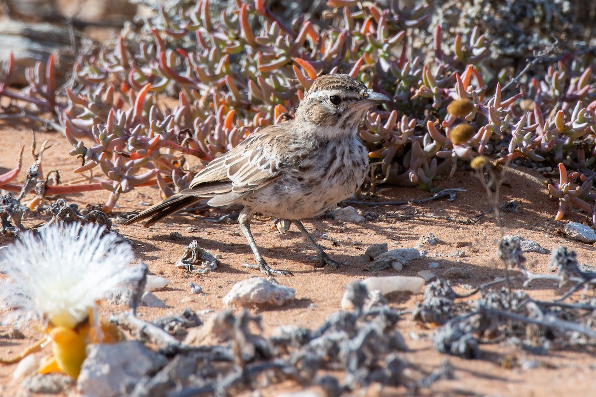 Karoo x Dune Lark (hybrid) - ML646654447