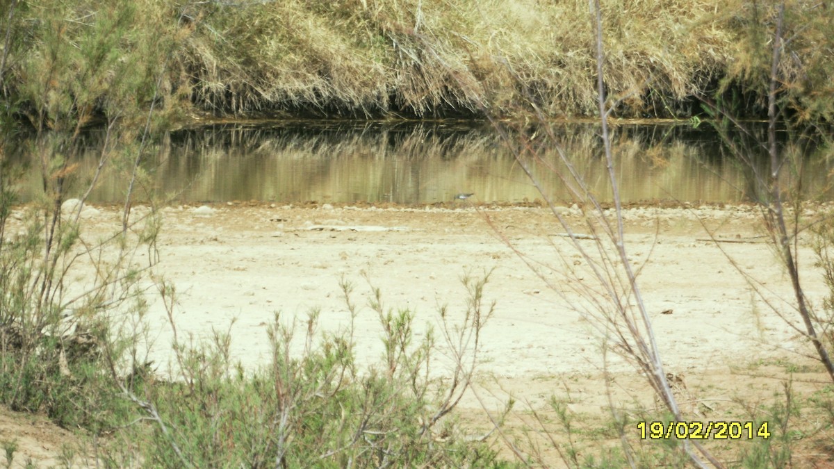 Grünschenkel - ML646654450