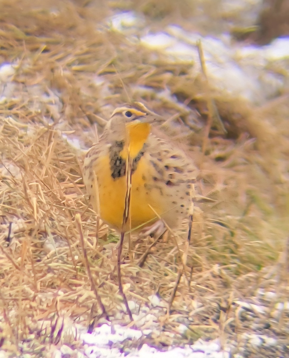 Western Meadowlark - ML646654453