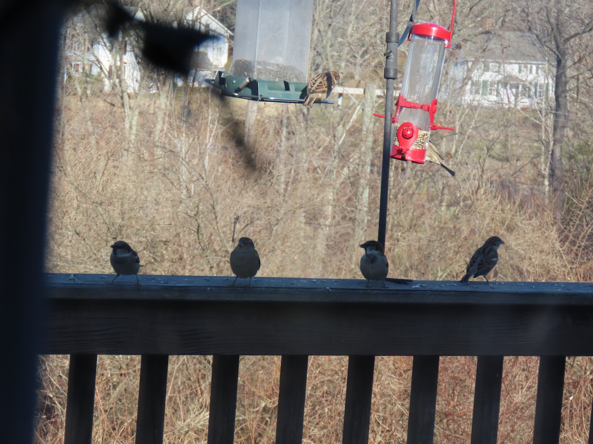 House Sparrow - ML646654456