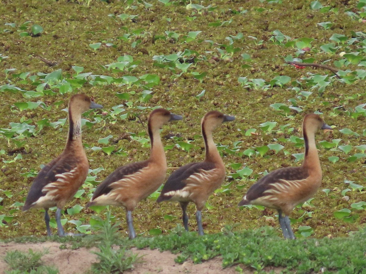 Fulvous Whistling-Duck - ML646654457