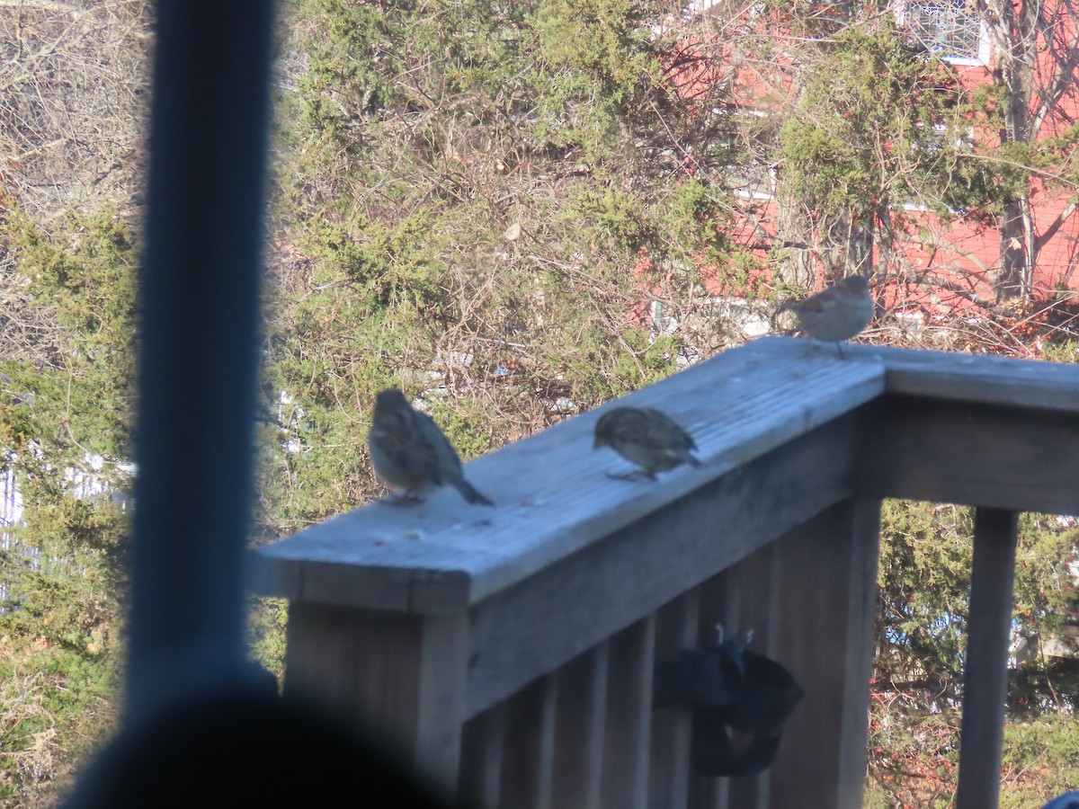 House Sparrow - ML646654458