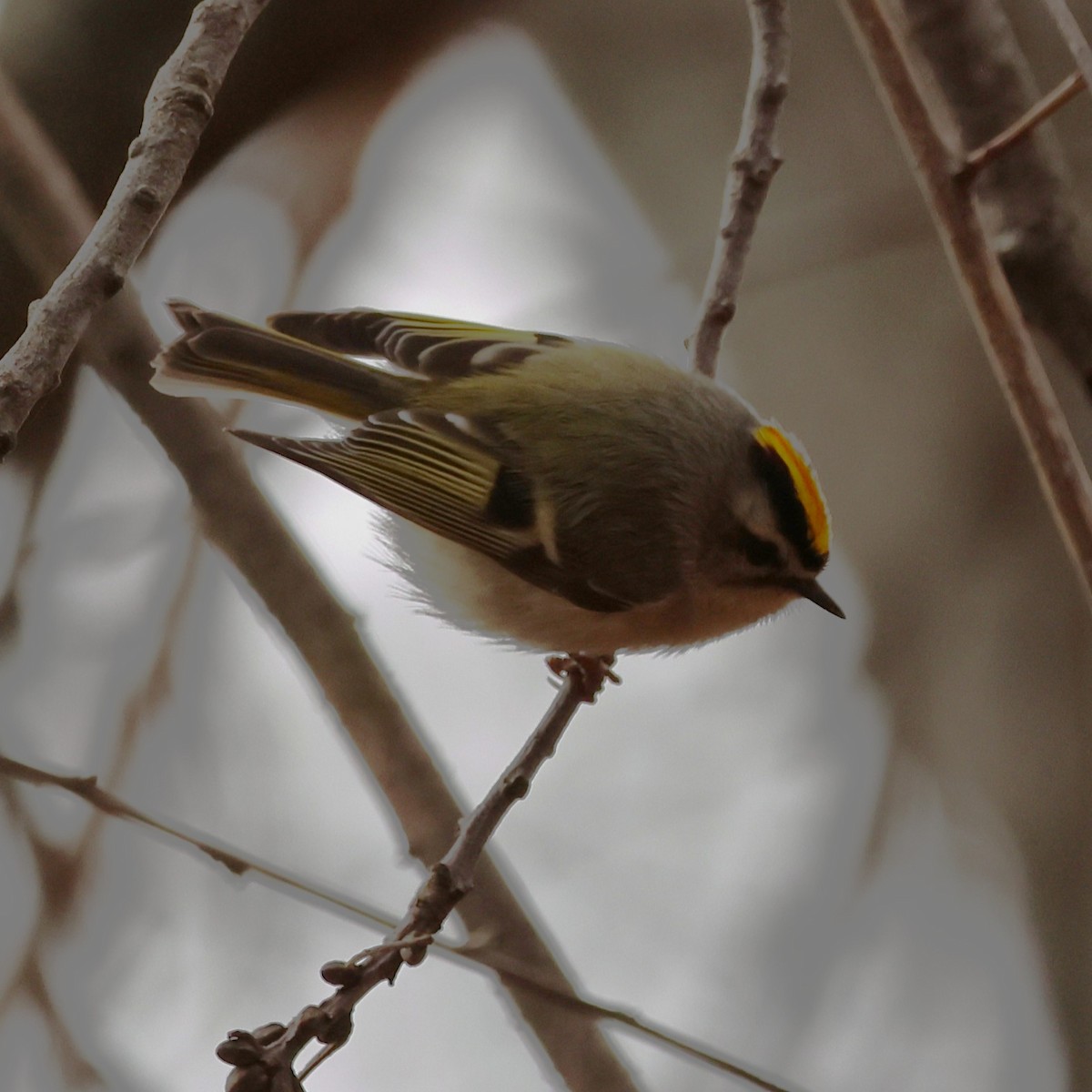 ildkronefuglekonge - ML646654461