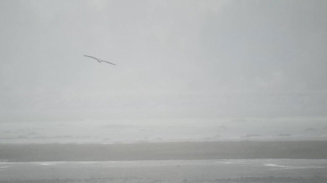 עיטם לבן-זנב - ML646654474