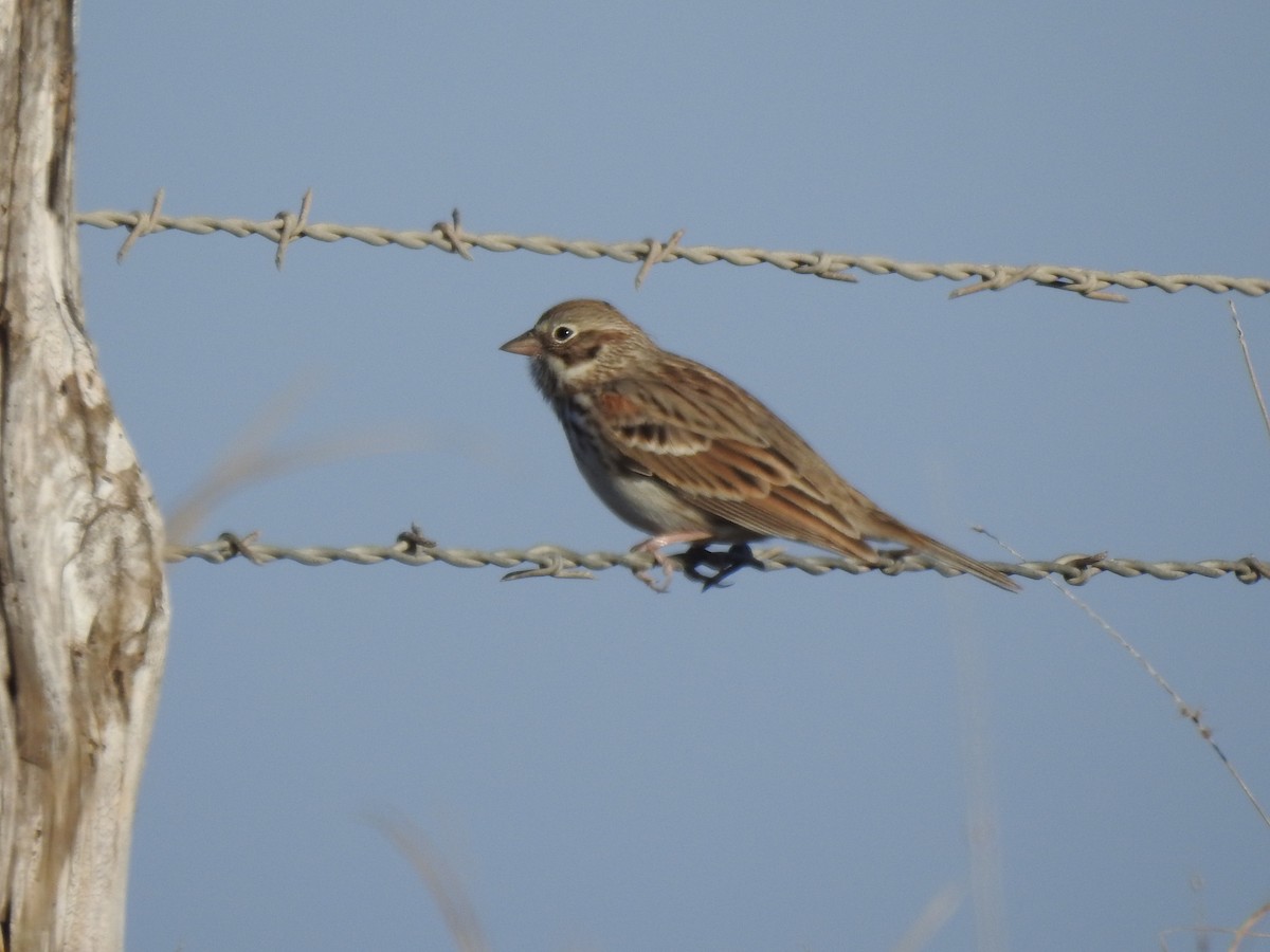 Vesper Sparrow - ML646654477