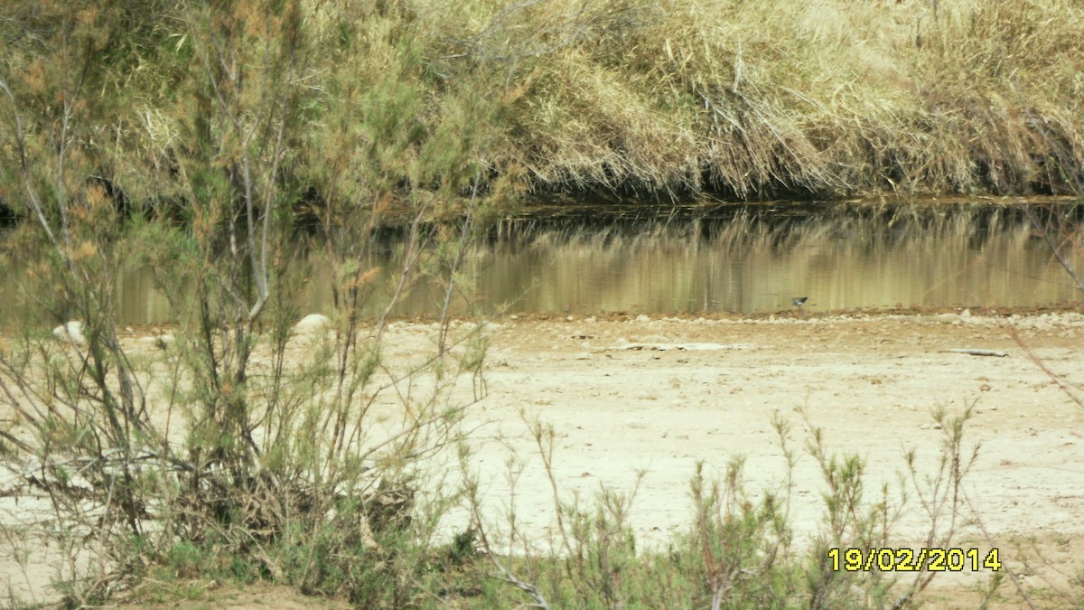 Grünschenkel - ML646654478