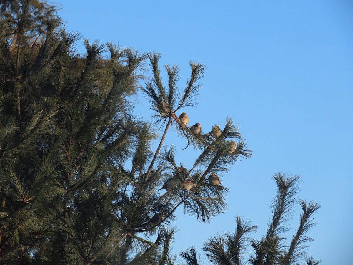 House Sparrow - ML646654482