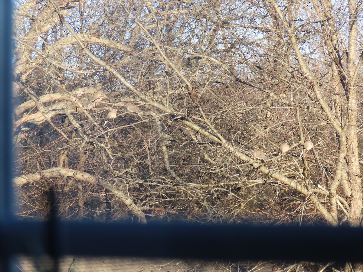 House Sparrow - ML646654483