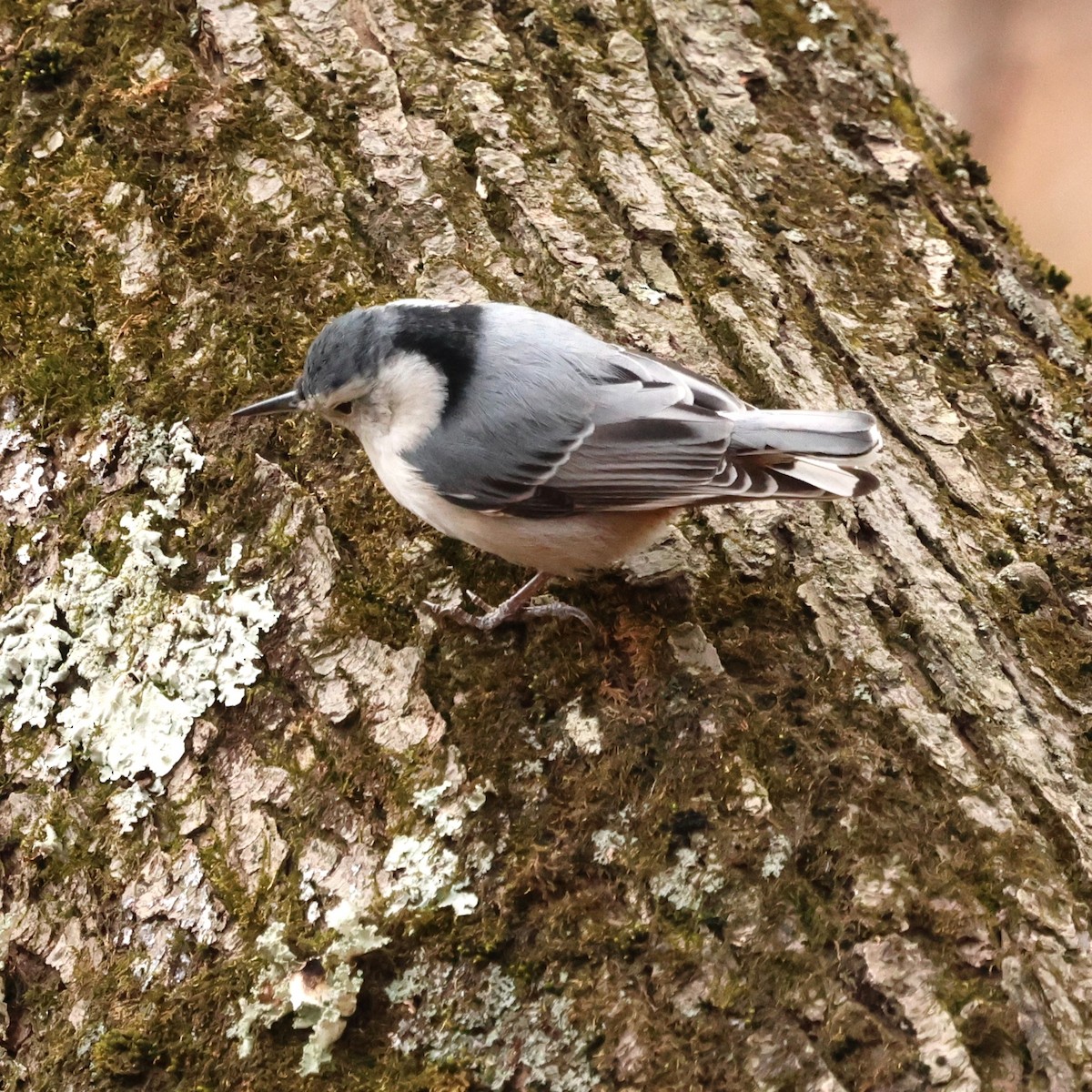 hvitbrystspettmeis - ML646654487