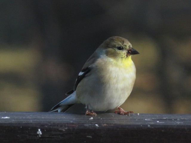 American Goldfinch - ML646654491