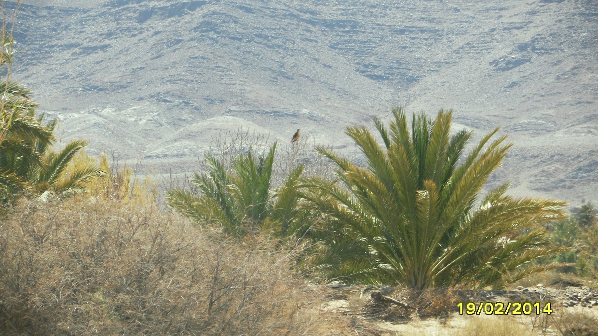 Long-legged Buzzard - ML646654494