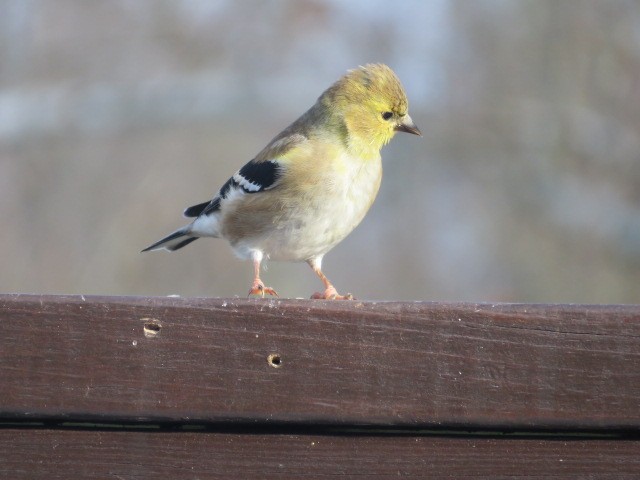 American Goldfinch - ML646654498