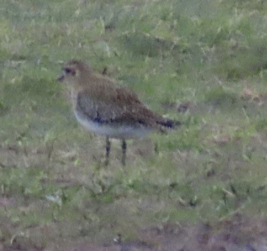 ヨーロッパムナグロ - ML646654499