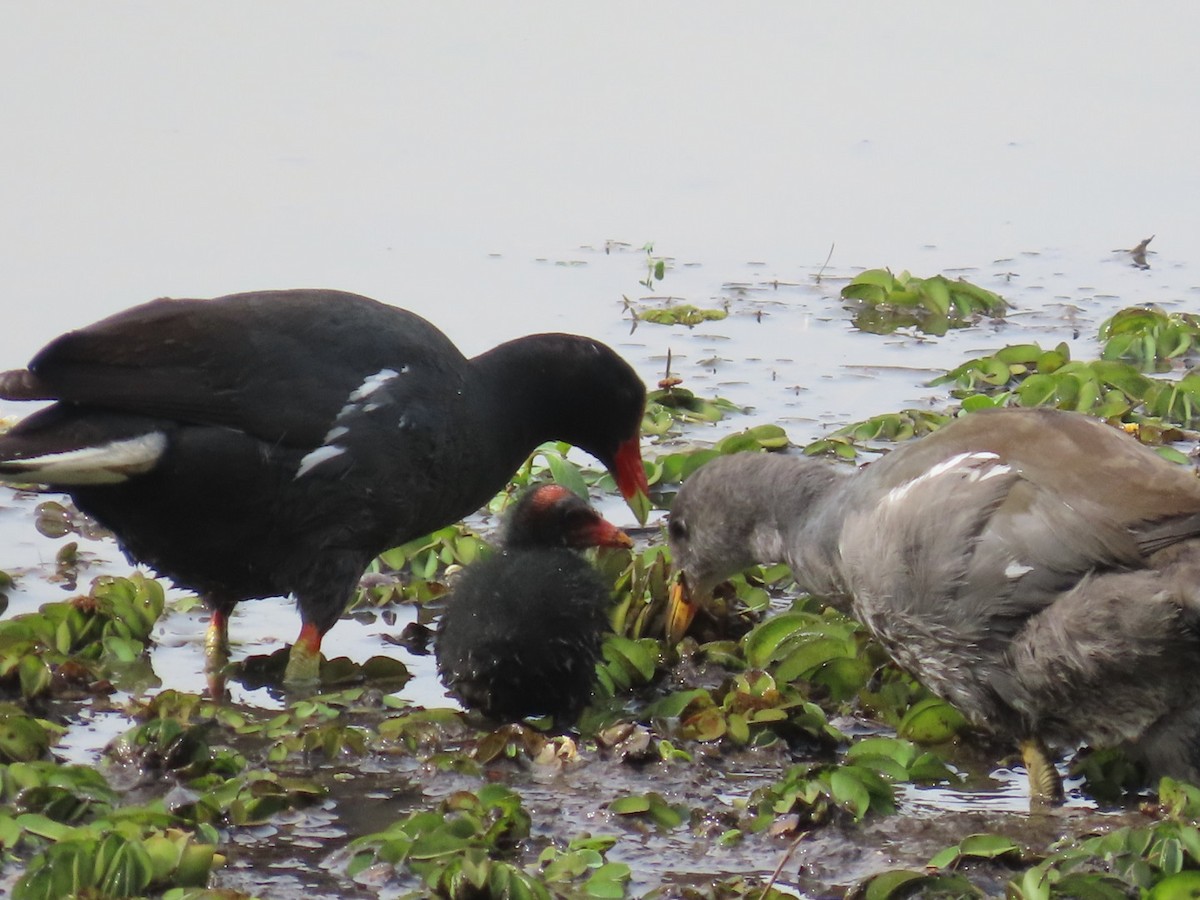 Amerika Sutavuğu - ML646654501