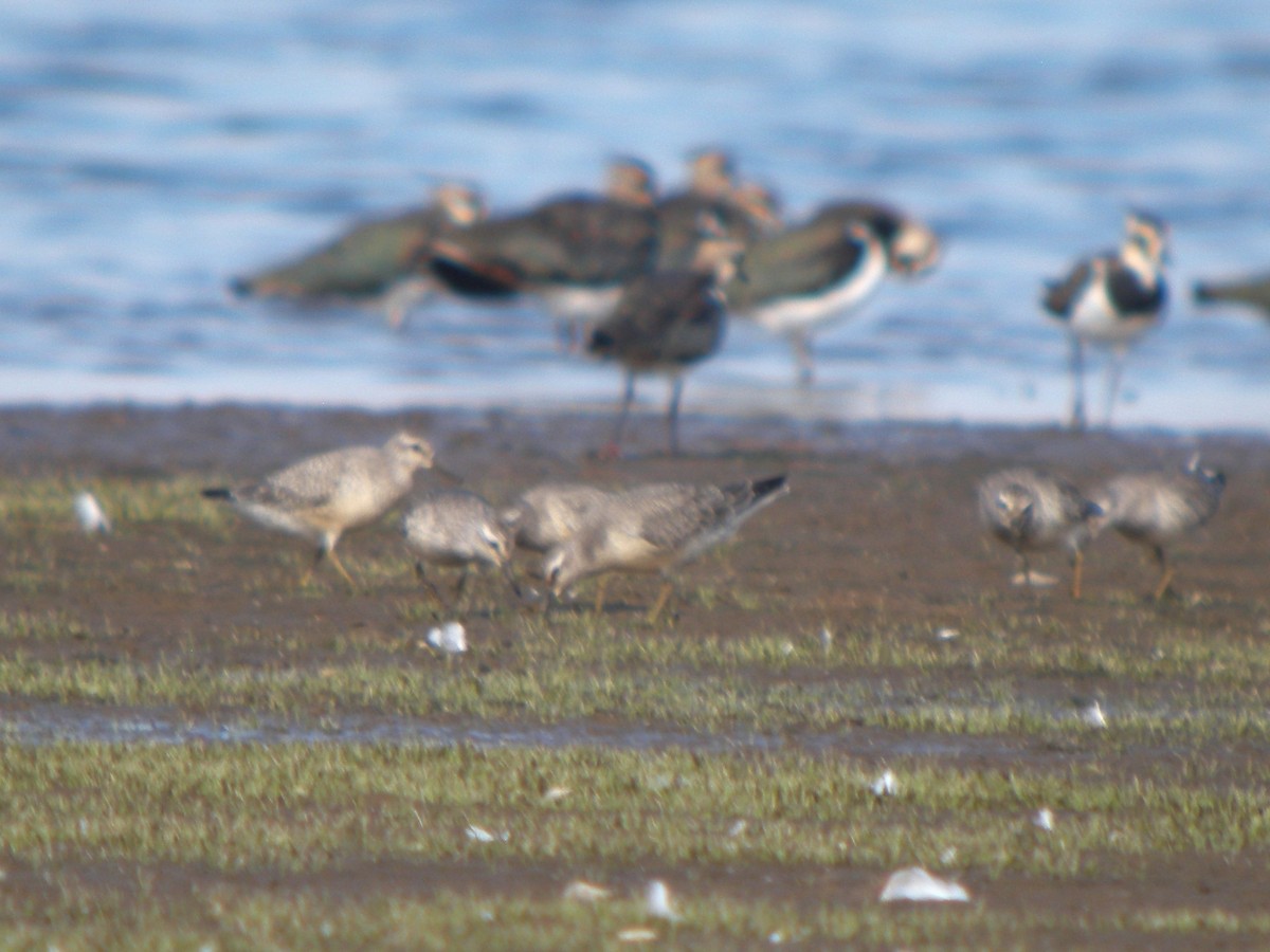Red Knot - ML646654502