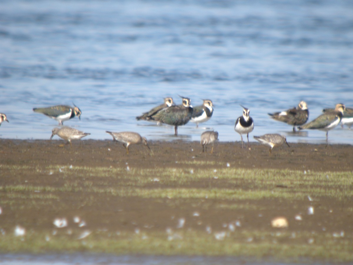 Red Knot - ML646654503