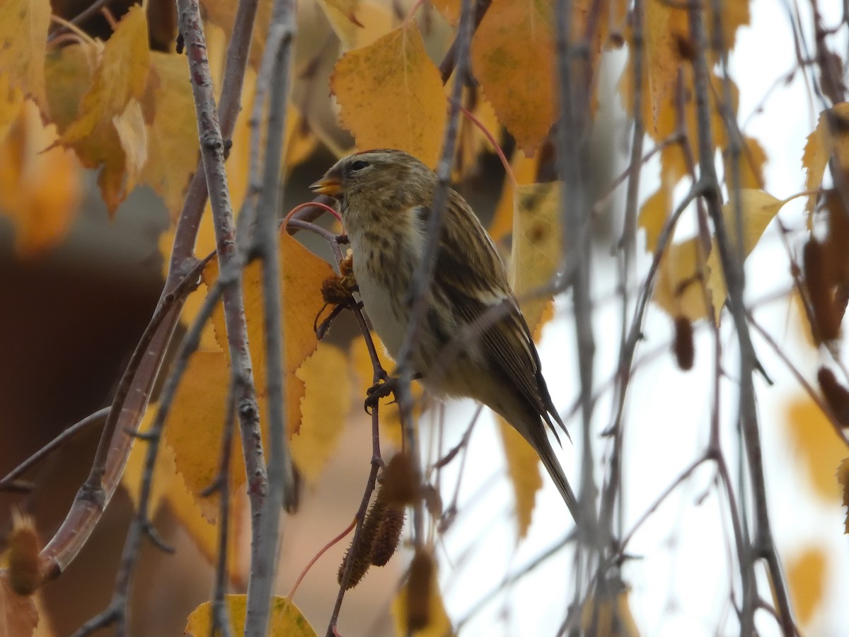 Redpoll (Lesser) - ML646654504