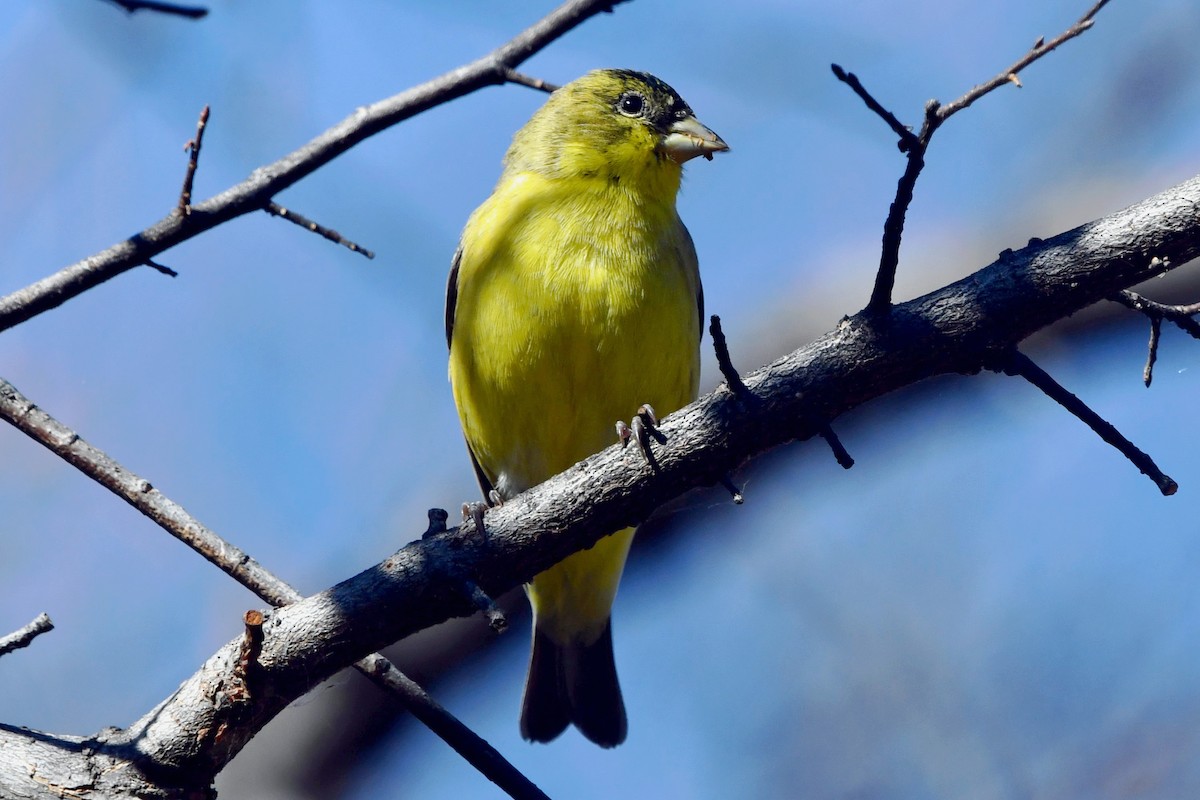 ヒメキンヒワ - ML646654508