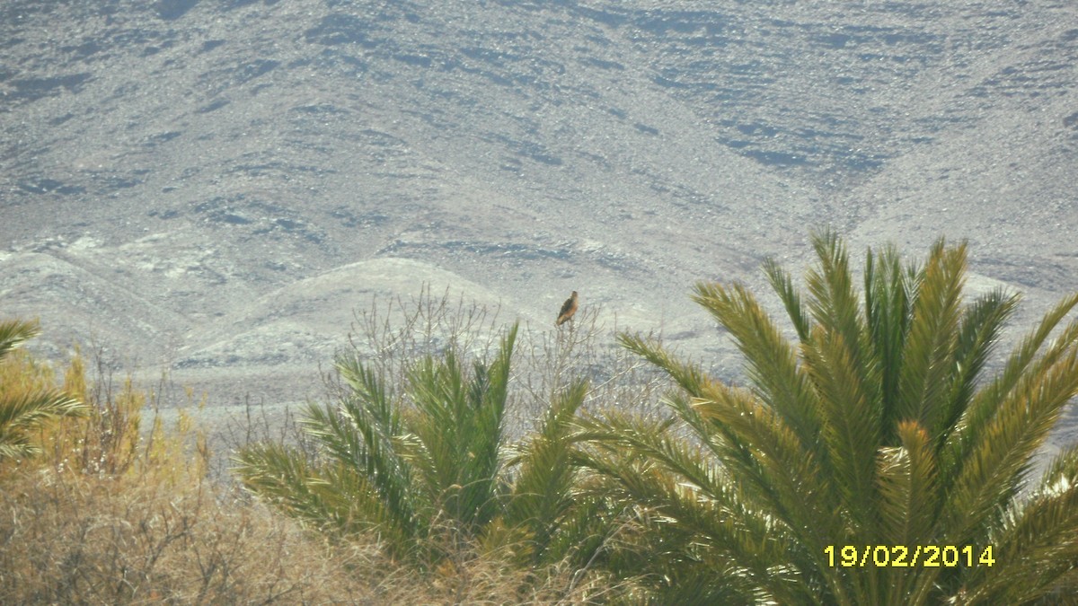 Long-legged Buzzard - ML646654510