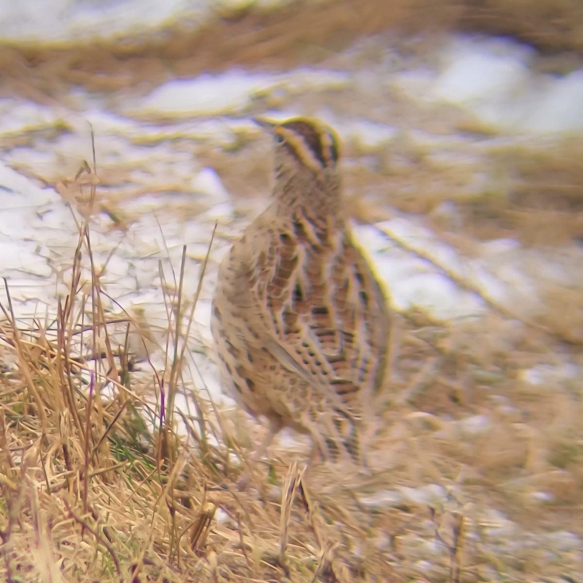 Western Meadowlark - ML646654512