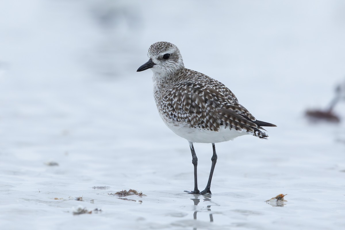 חופזי מנומר - ML646654513