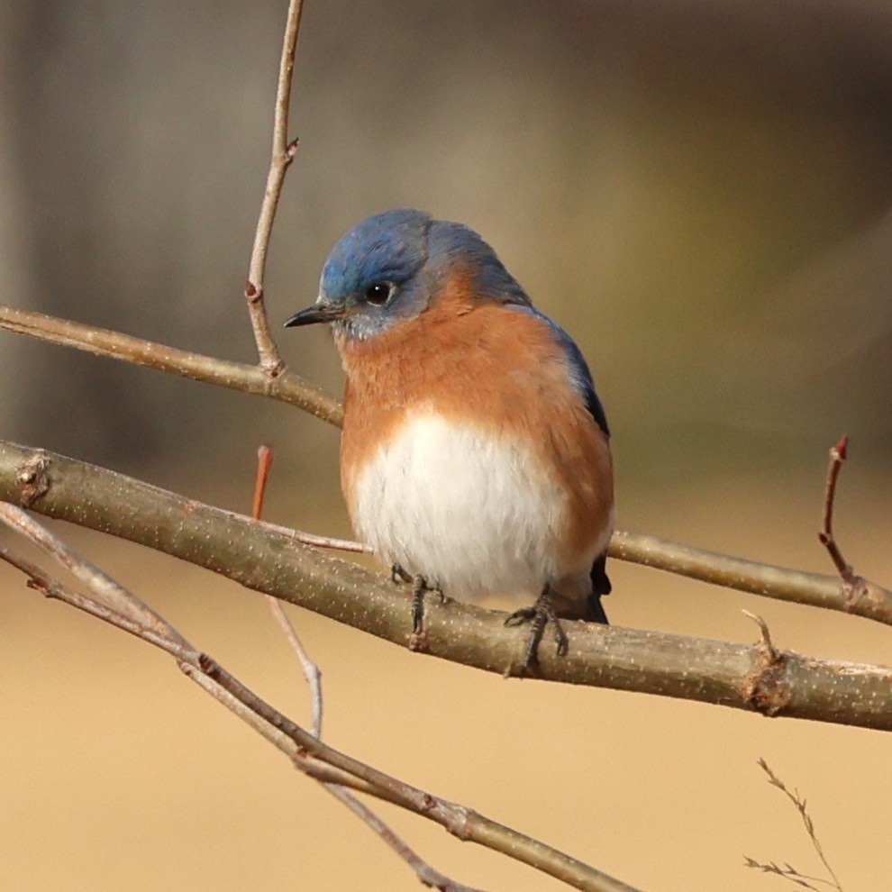 østblåfugl - ML646654515