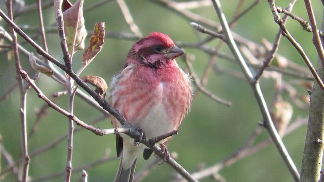 hýl nachový - ML646654516