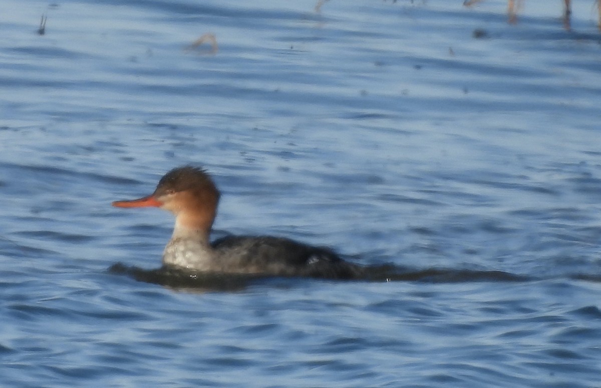 Serreta Mediana - ML646654517