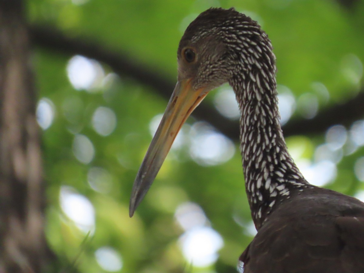 Limpkin - ML646654521
