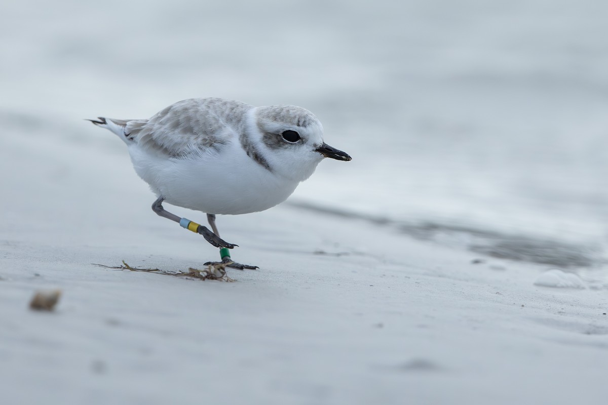 Snowy Plover - ML646654523