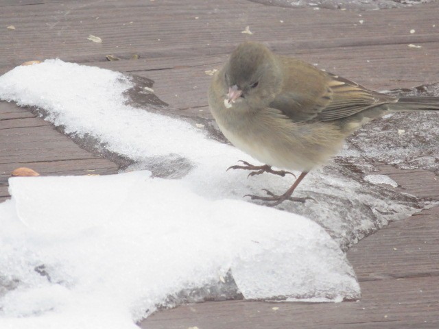Dark-eyed Junco - ML646654524
