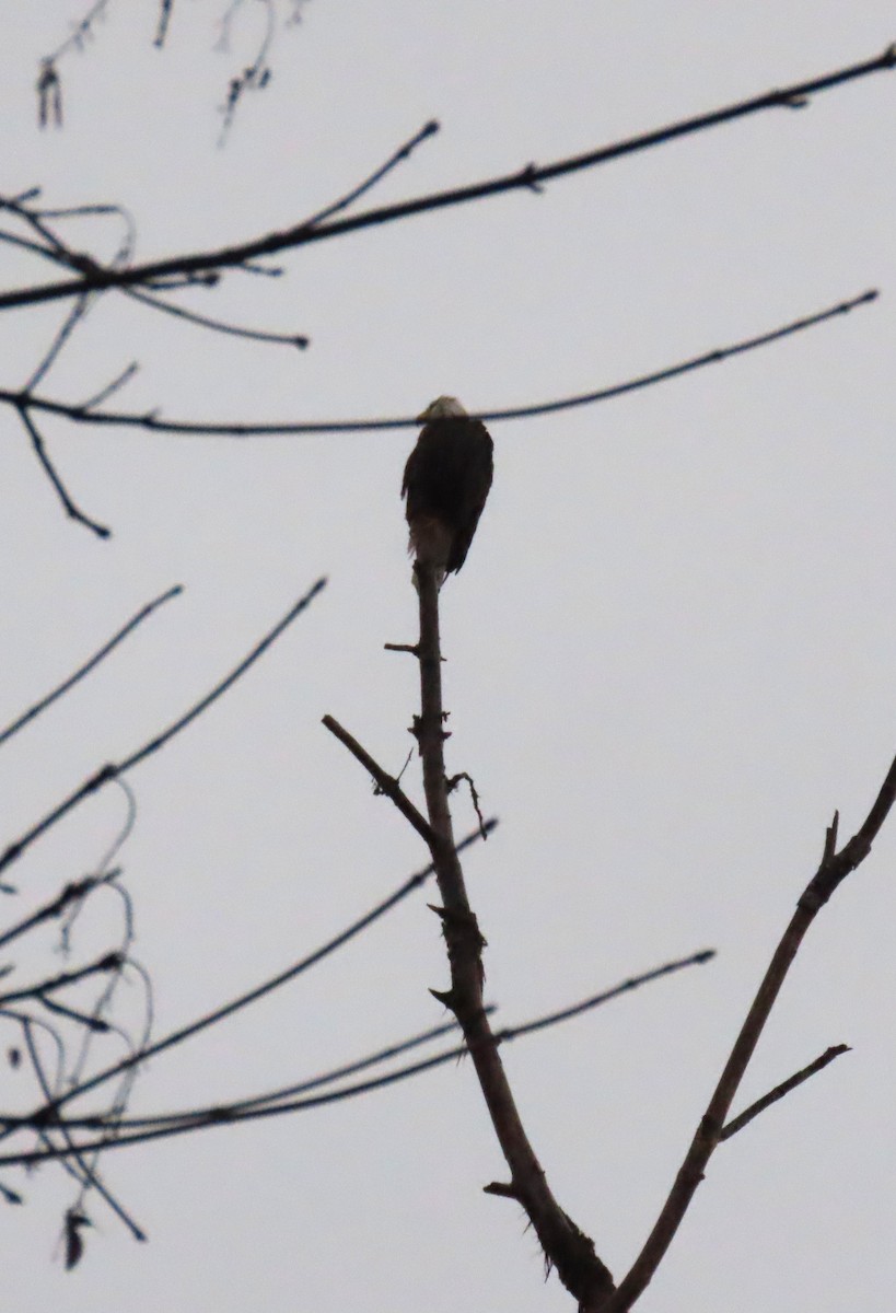 Weißkopf-Seeadler - ML646654525