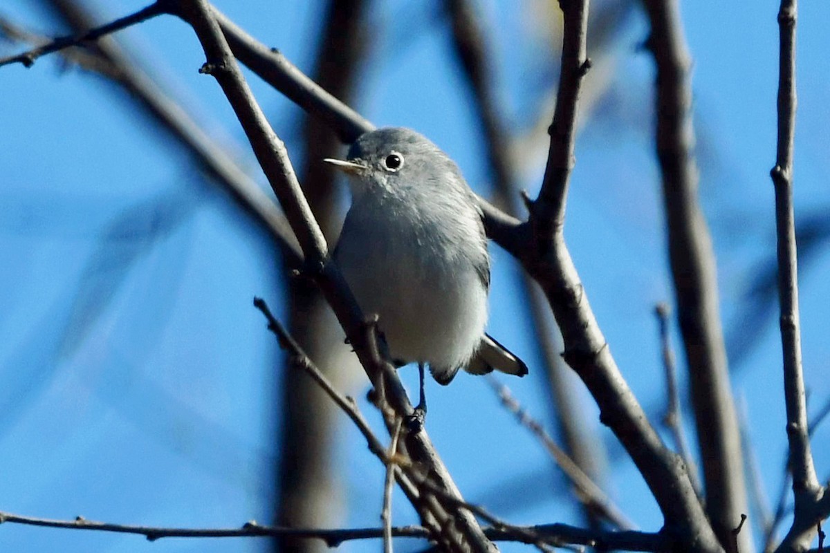 Blue-gray Gnatcatcher - ML646654526