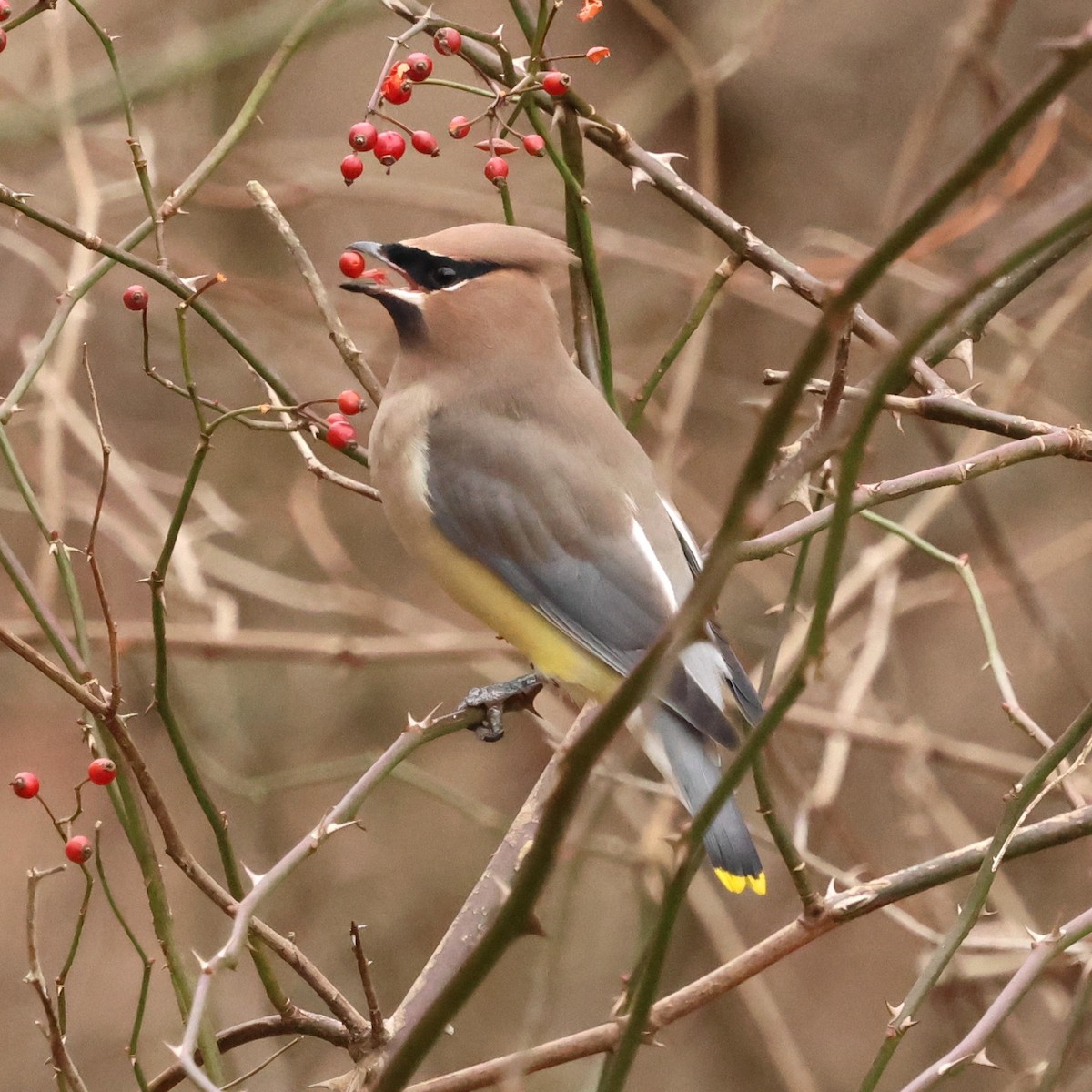 einersidensvans - ML646654531