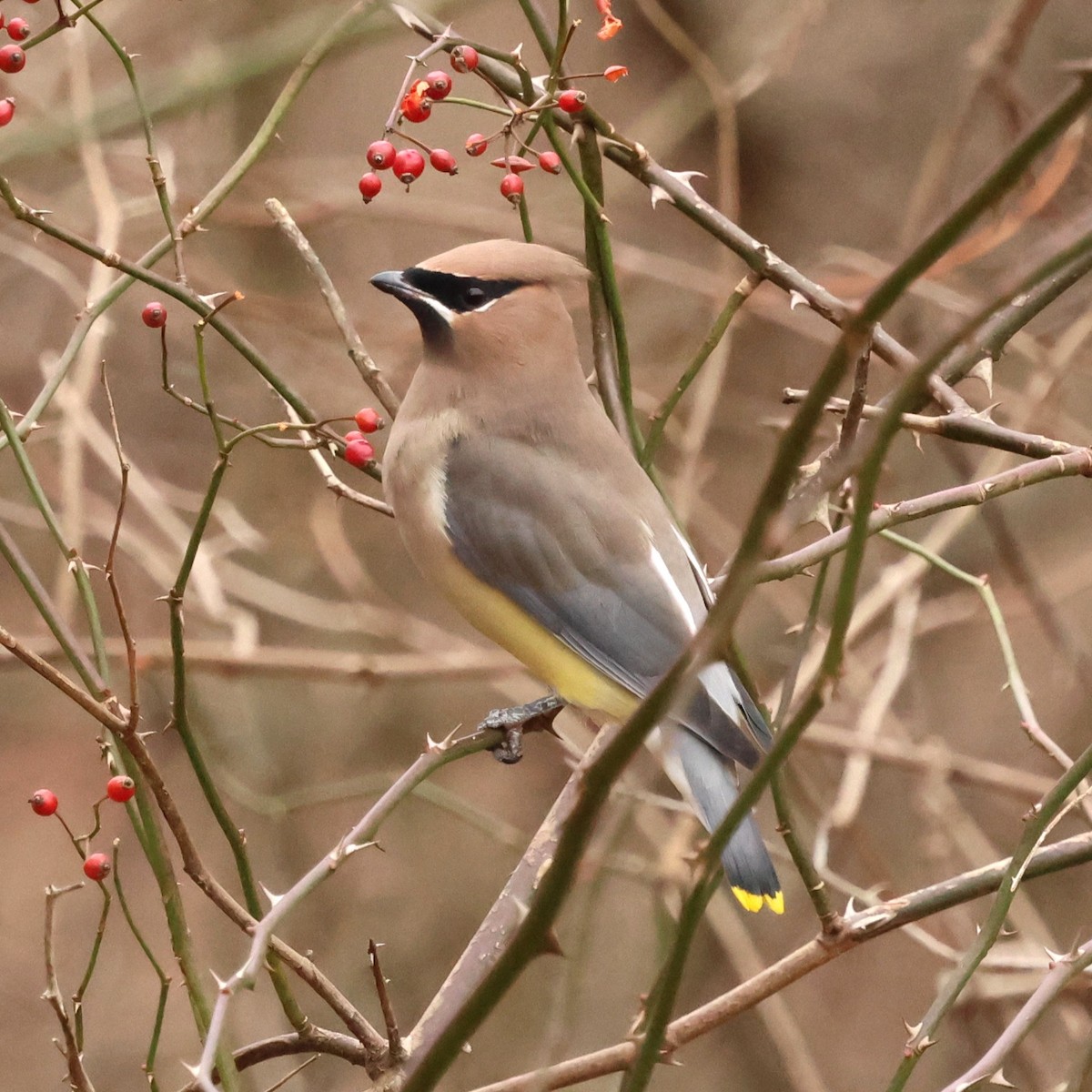 einersidensvans - ML646654532