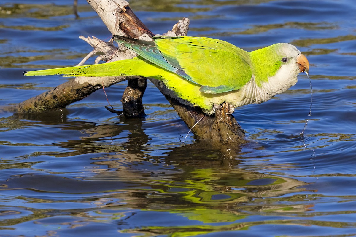 Papagai bulargrisa - ML646654534