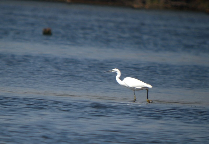 Little Egret - ML646654535