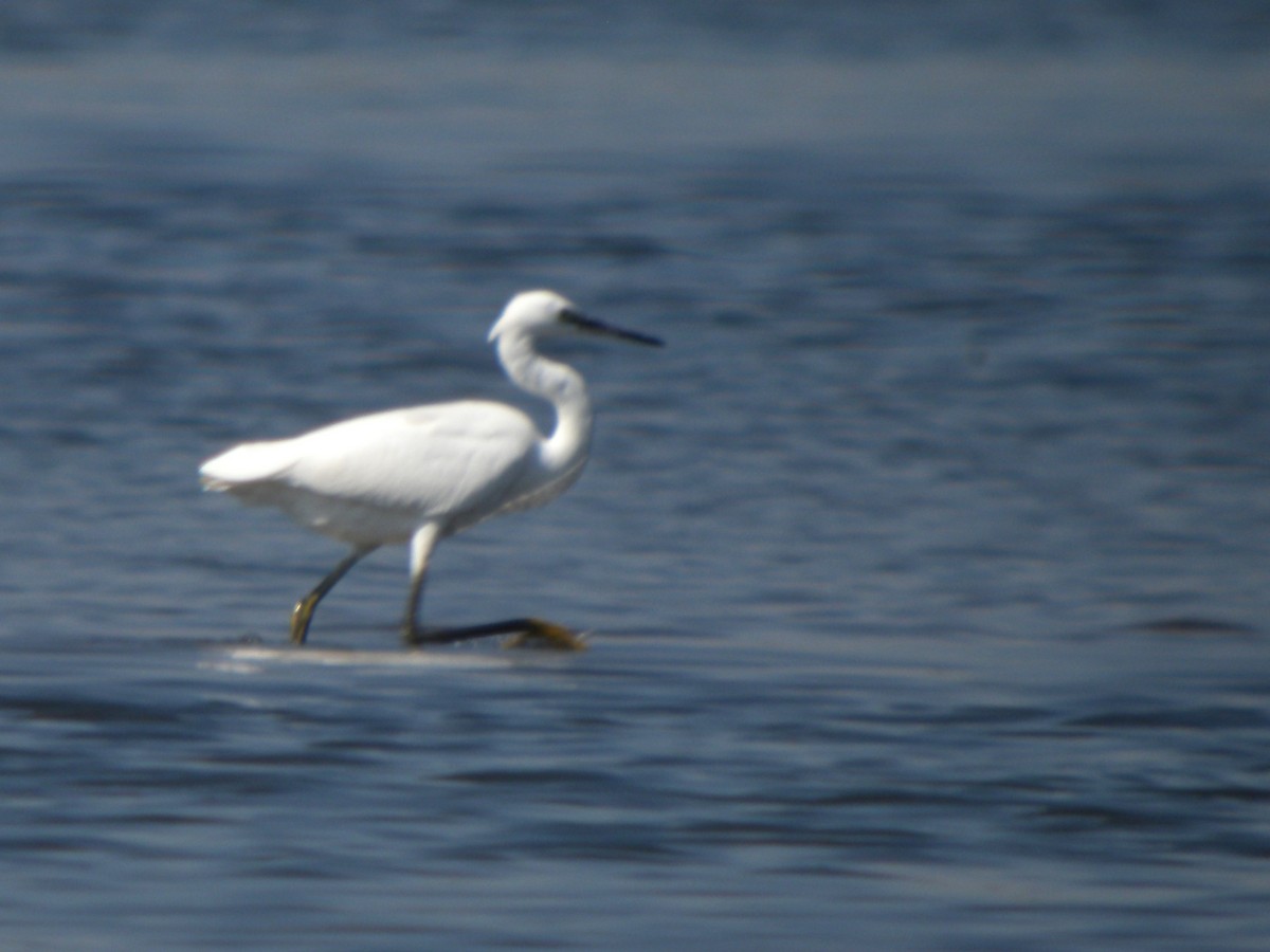 Little Egret - ML646654536