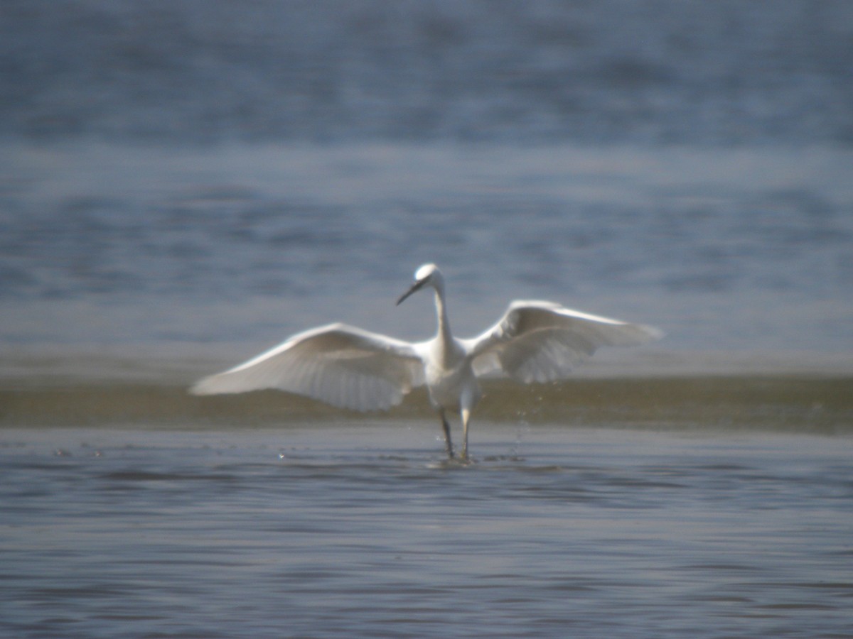 Little Egret - ML646654537