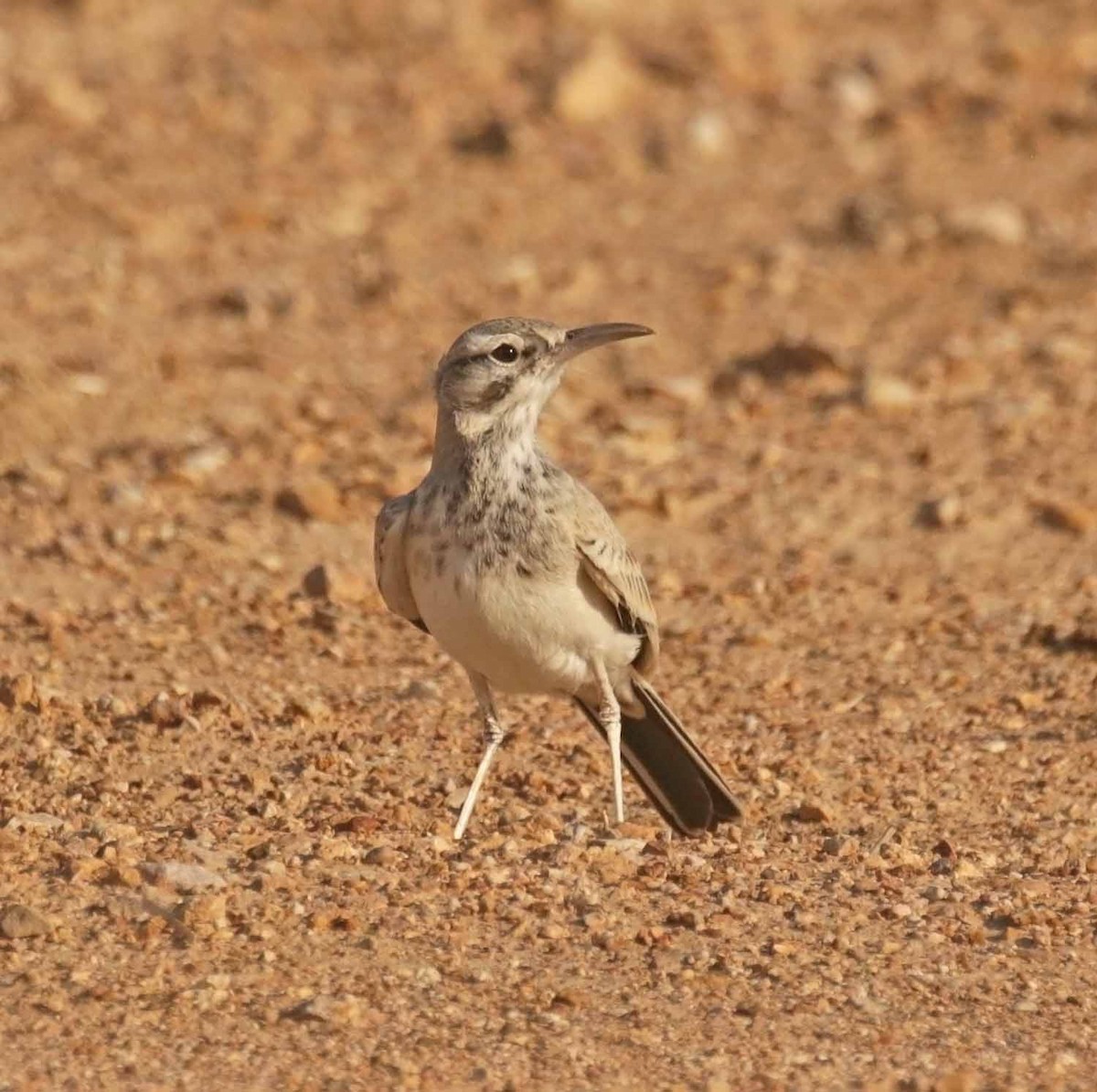 ハシナガヒバリ - ML646654539