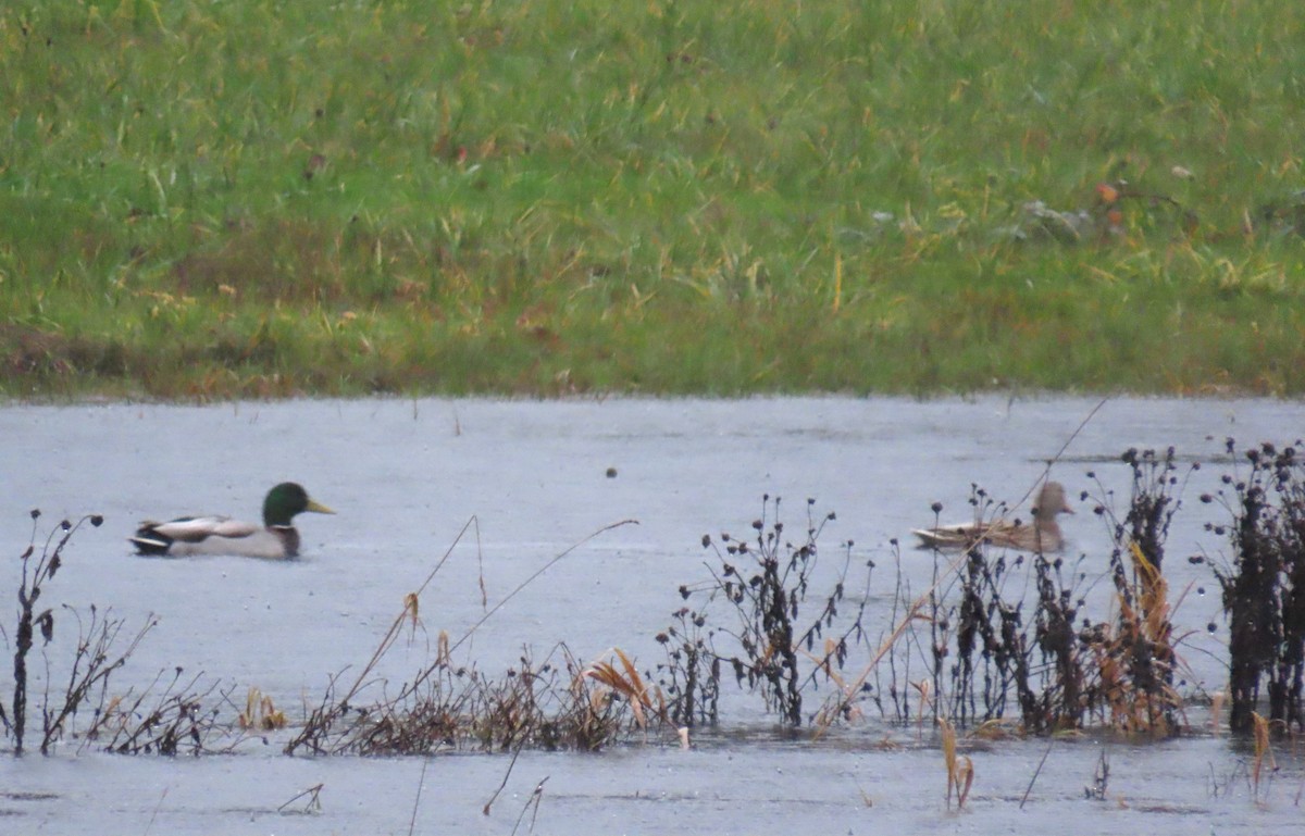 Stockente - ML646654540