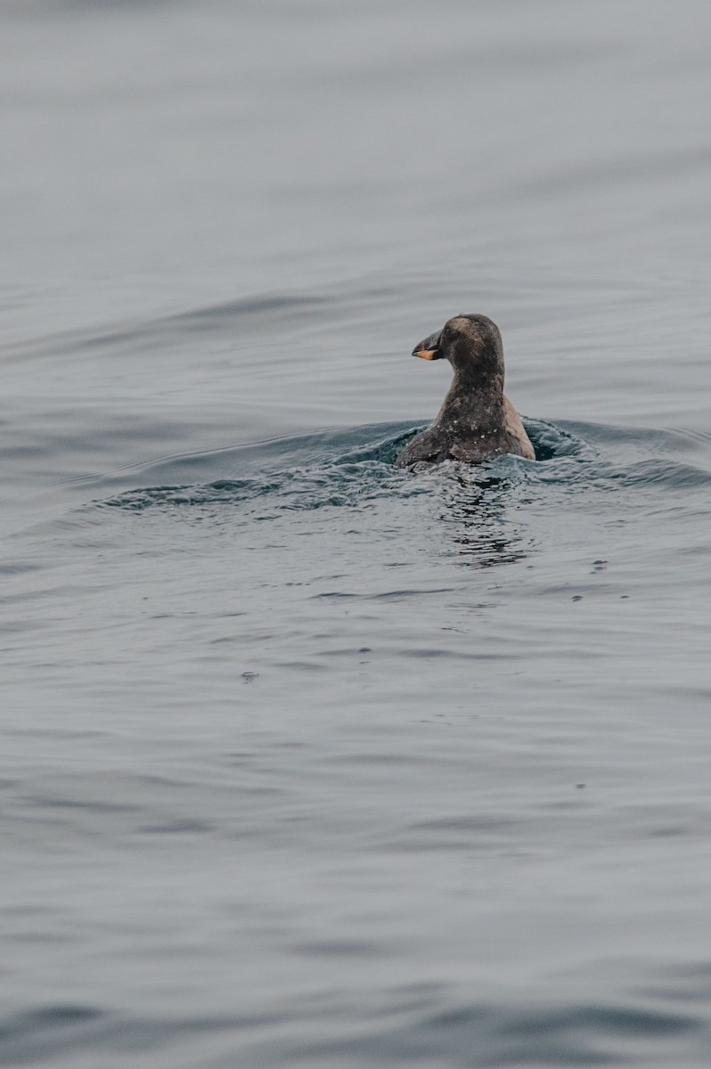 Tufted Puffin - ML646654543