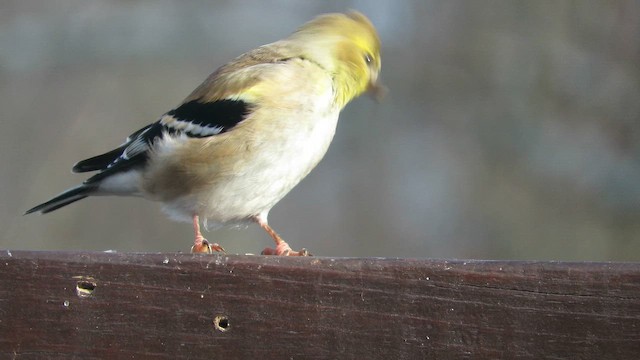 American Goldfinch - ML646654544