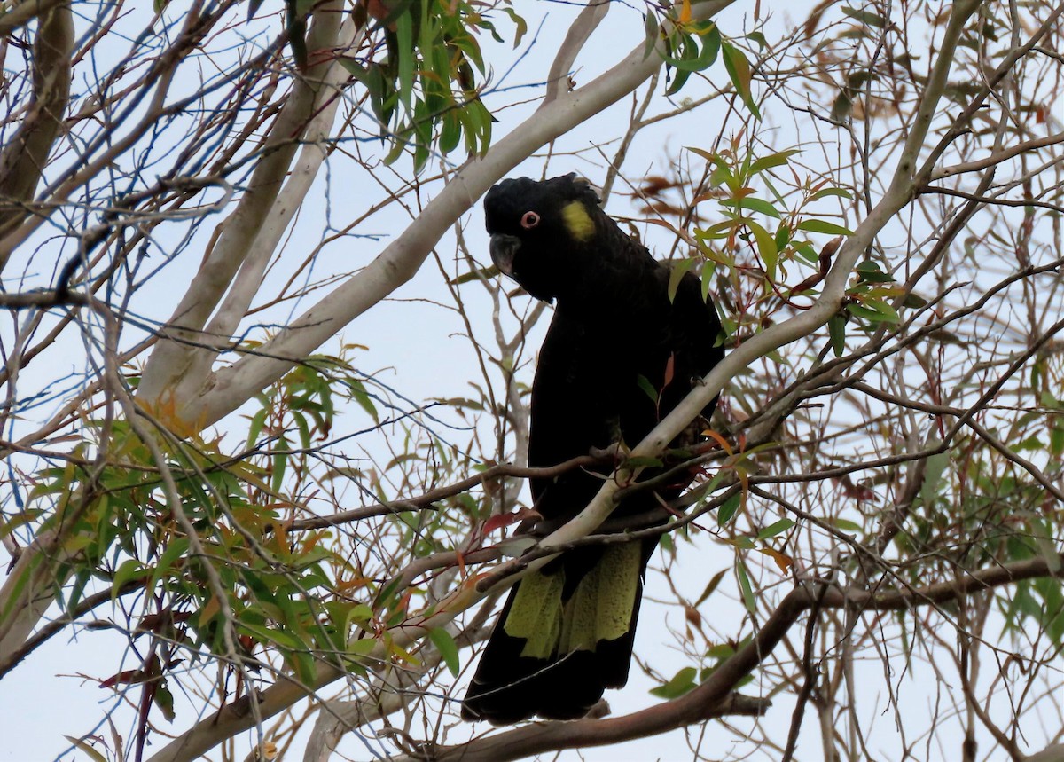 Sarı Kuyruklu Kakadu - ML646654545