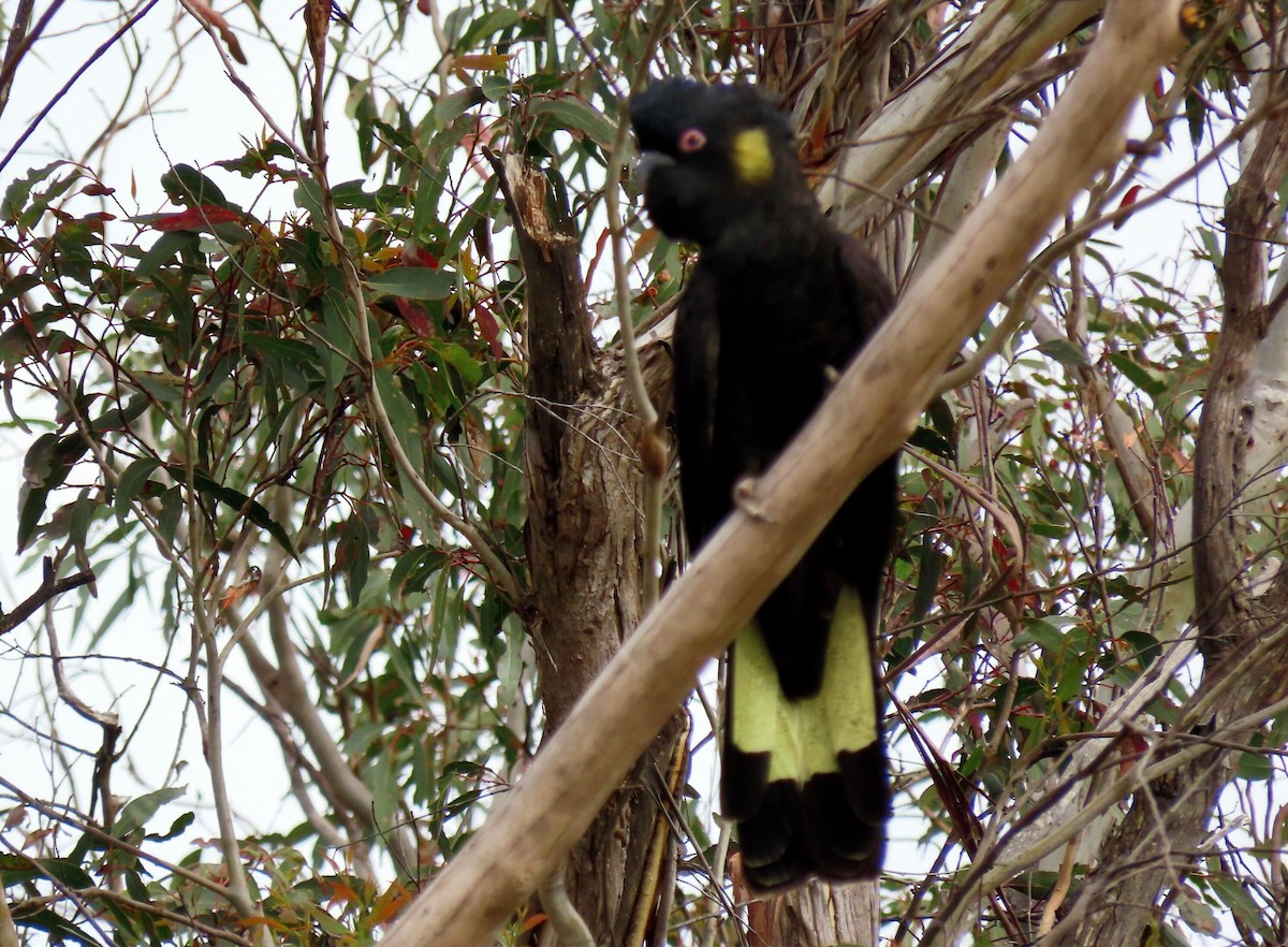 Sarı Kuyruklu Kakadu - ML646654546