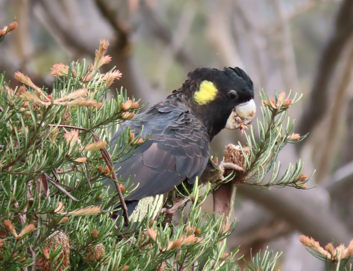 Sarı Kuyruklu Kakadu - ML646654547