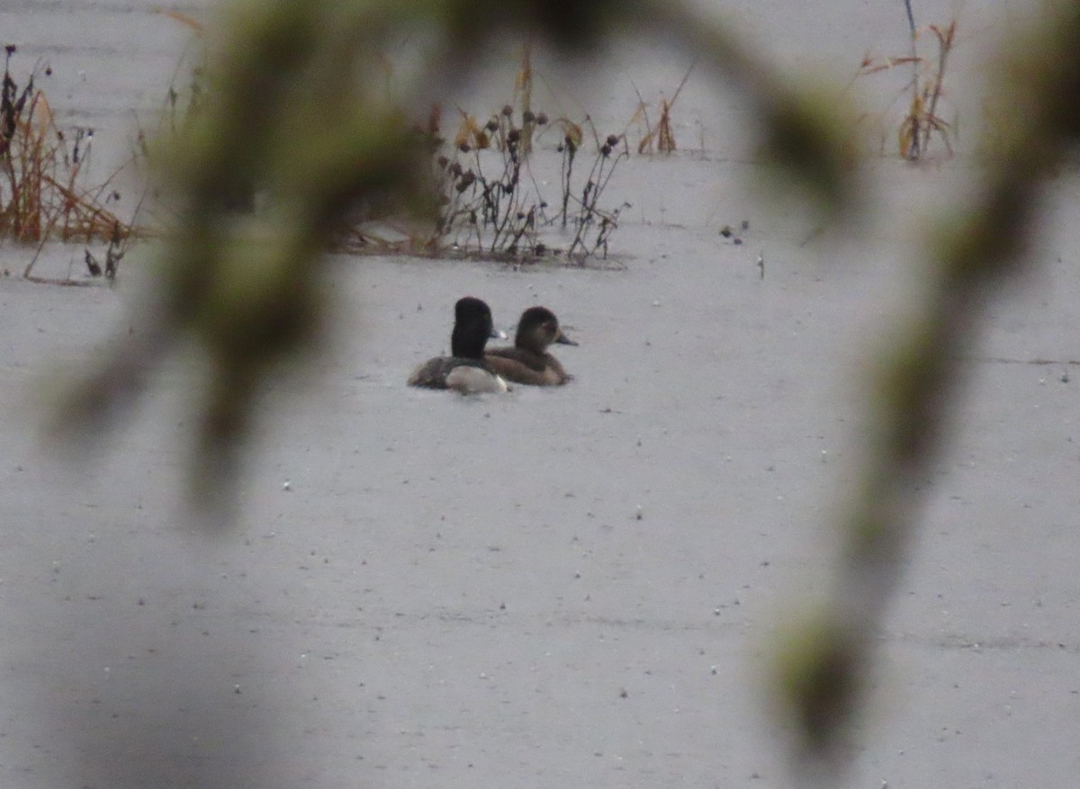 Ringschnabelente - ML646654548